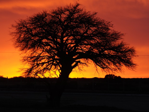 El Color de La Pampa 2015